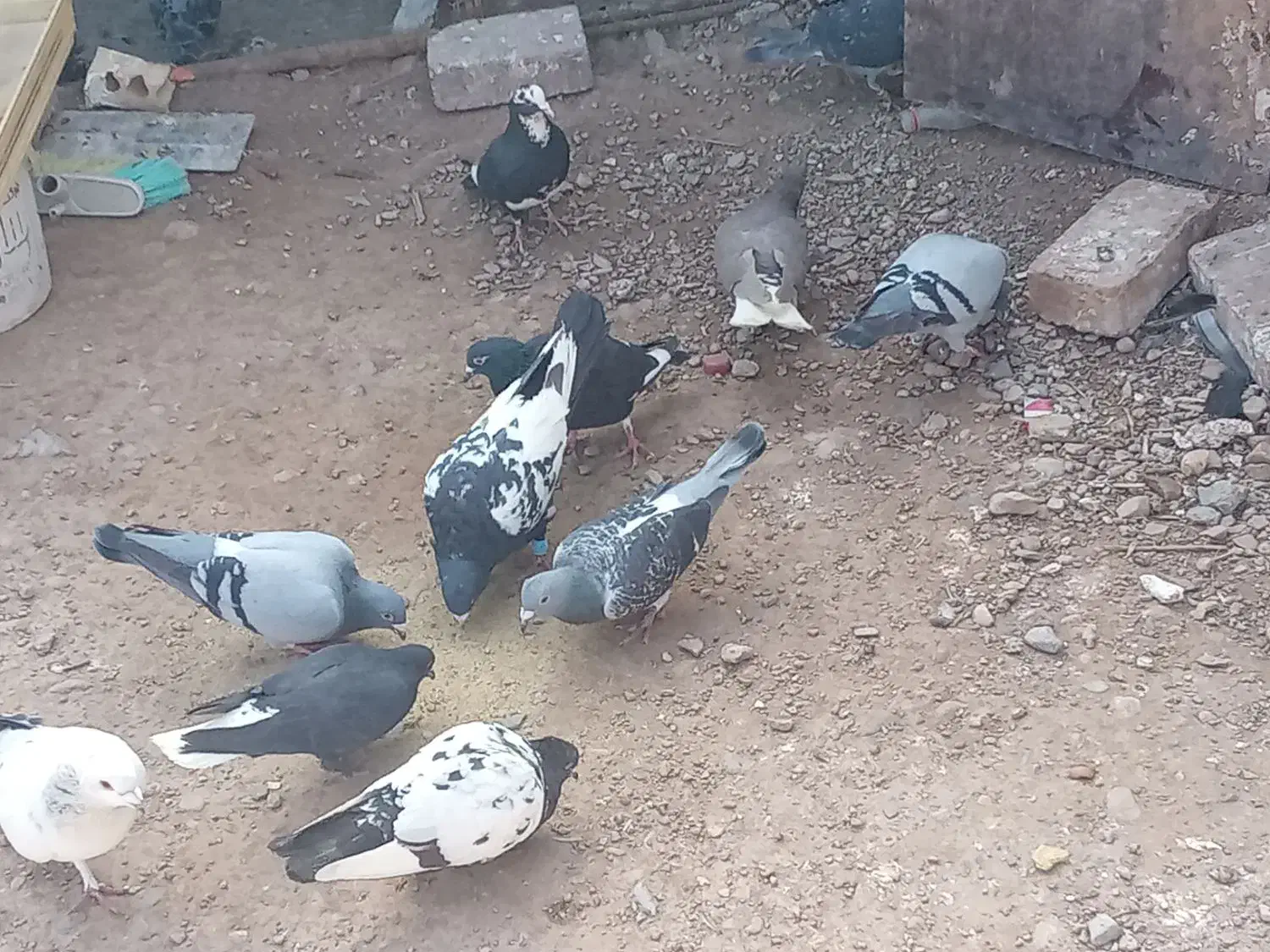 کفتر|پرنده|چترود, |دیوار