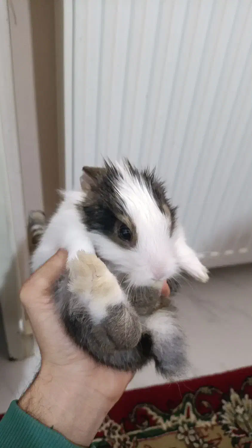 خرگوش مینیاتوری|موش و خرگوش|خرم‌آباد, |دیوار