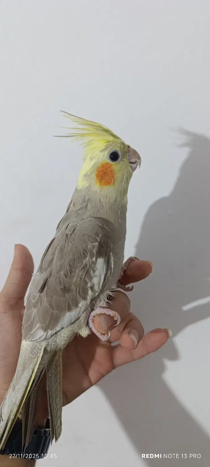 عروس هلندی|پرنده|عباسآباد, |دیوار