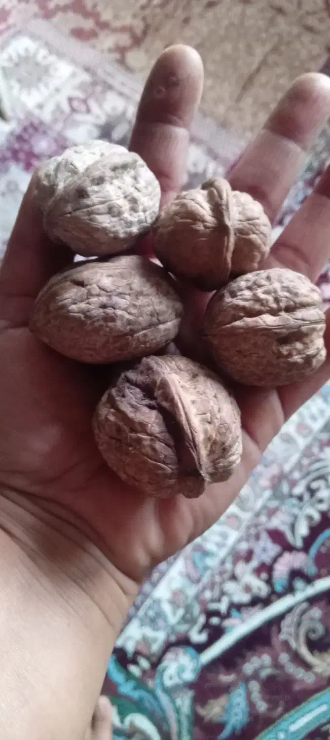 گردو بادام محلی|خوردنی و آشامیدنی|کردکوی, |دیوار