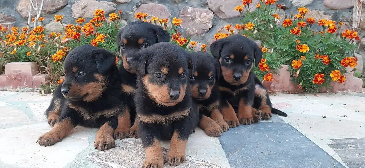 سگ روتوایلر پوزه دلقکی پوزه مکعبی نگهبانی خاص|سگ|کرج, فاز ۲ مهرشهر|دیوار