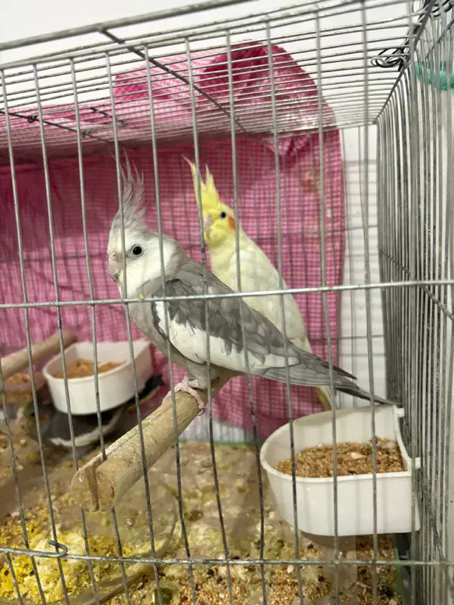 عروس هلندی مولد|پرنده|اهواز, پادادشهر|دیوار