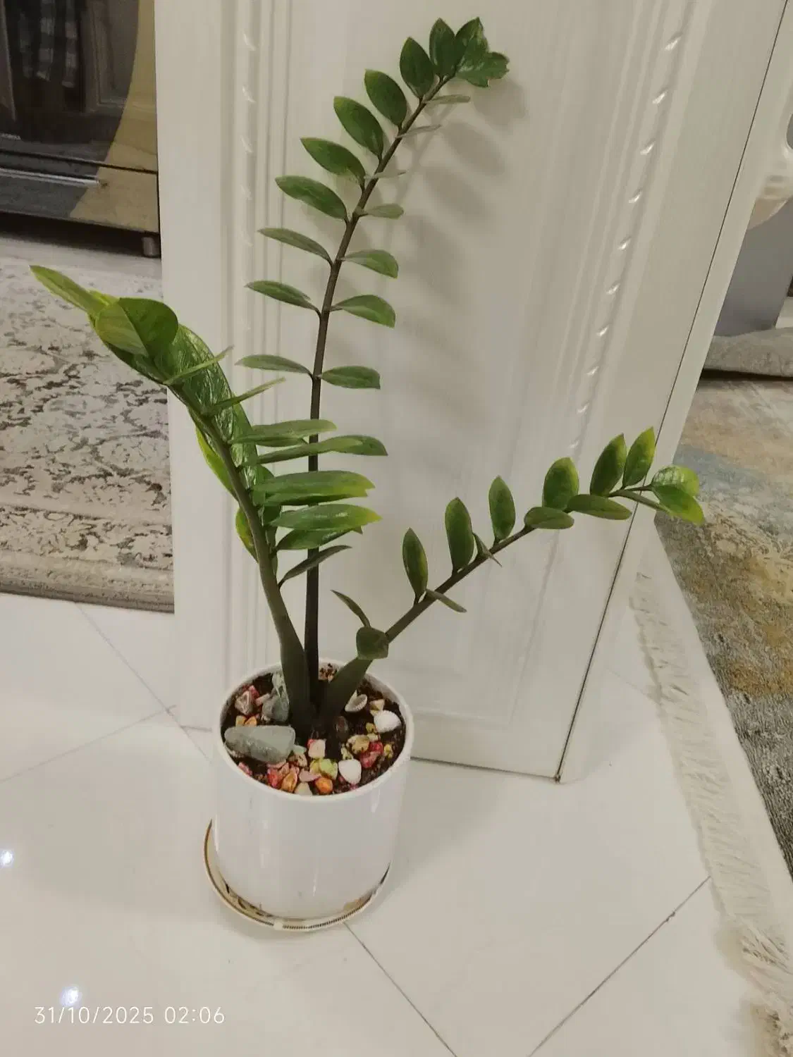 گل طبیعی زاموفیلیا|گل و گیاه طبیعی|قدس, شهرک فرزان|دیوار