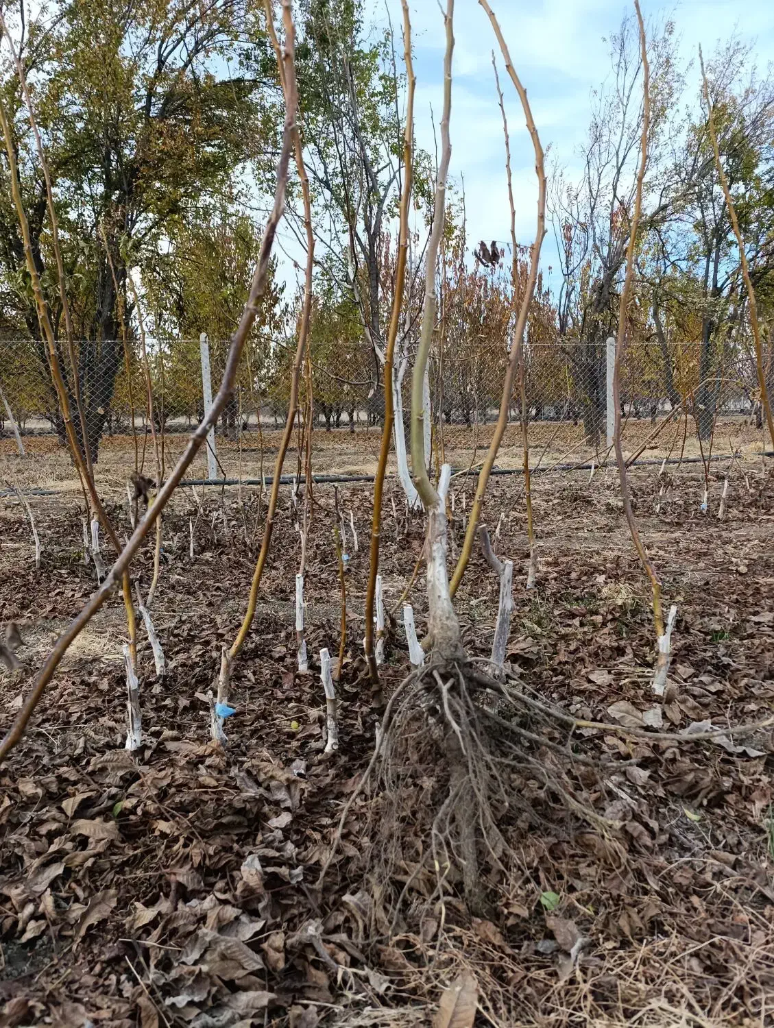 نهال گردو پیوندی چندلر و فرنور|خدمات باغبانی و درختکاری|مریوان, |دیوار