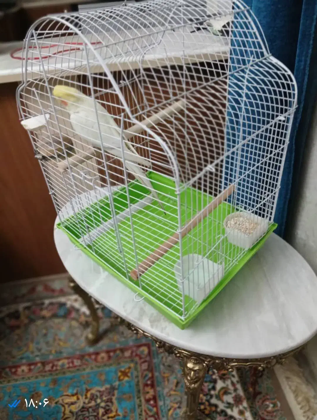 قفس پرنده بزرگ درحد نوو تمیز|لوازم جانبی حیوانات|تهران, بهار|دیوار