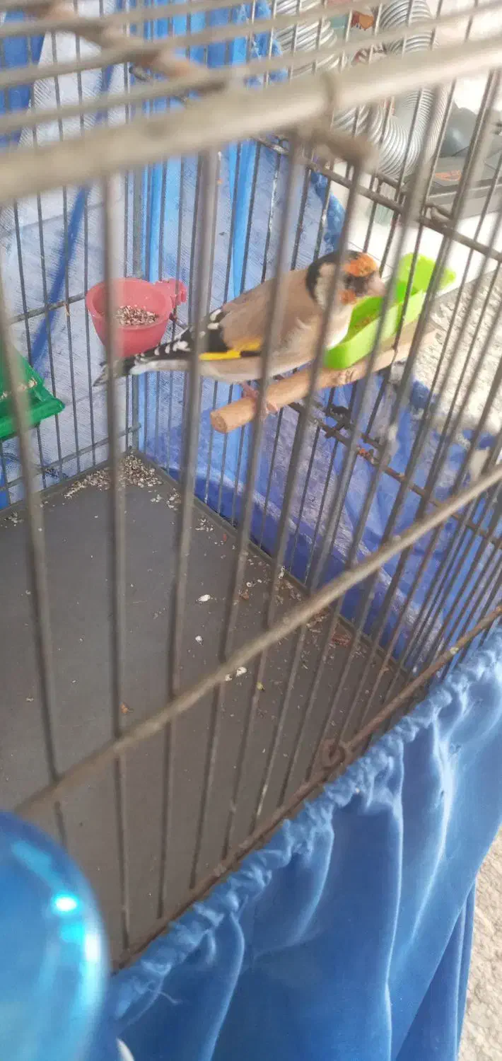 سهره|پرنده|تهران, افسریه جنوبی|دیوار