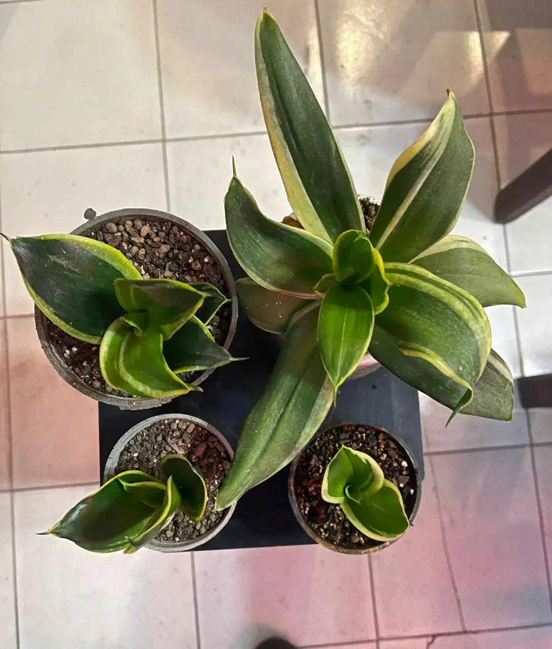 ۷ عدد گل زیبا و ۴ عدد گلدان بنسای|گل و گیاه طبیعی|تبریز, |دیوار