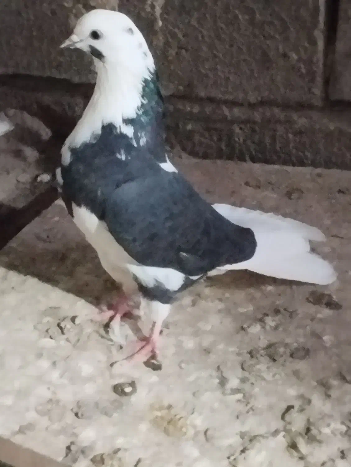 کبوتر اوچان ساعتی|پرنده|مشگین شهر, |دیوار