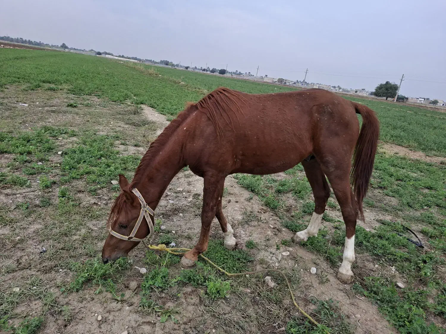 نریان دوساله|اسب و تجهیزات اسب‌سواری|بهبهان, |دیوار