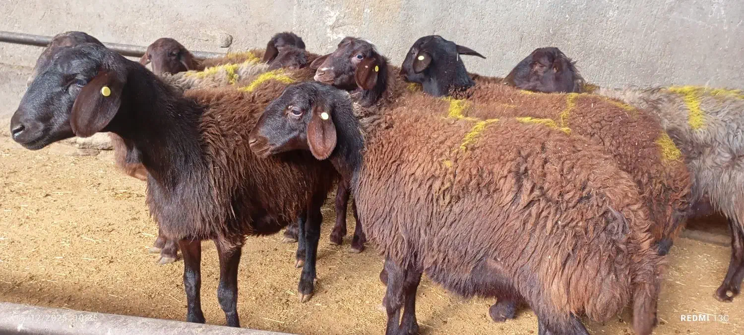 بره ماده و شیشک هترو ( ژندار)|حیوانات مزرعه|جاپلق, |دیوار