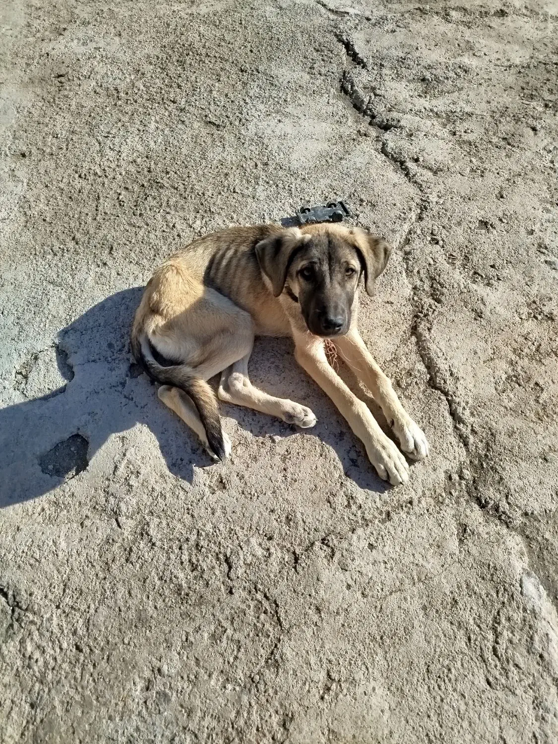 سگ ماده|سگ|ایواوغلی, |دیوار