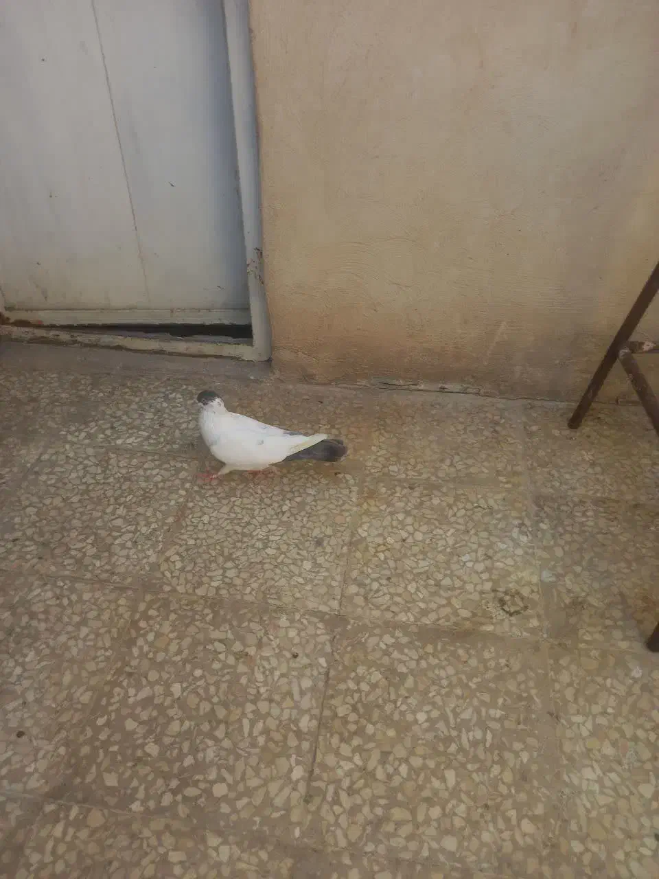 کبوتر|پرنده|قم, سرحوض|دیوار