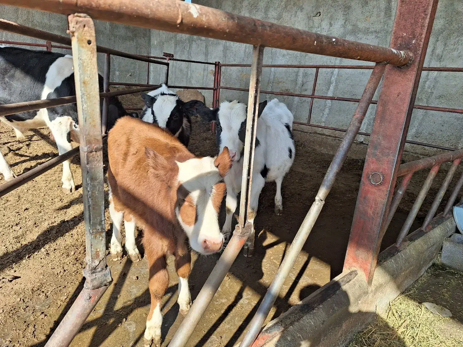 گوساله نر|حیوانات مزرعه|محمدیه-قزوین, |دیوار