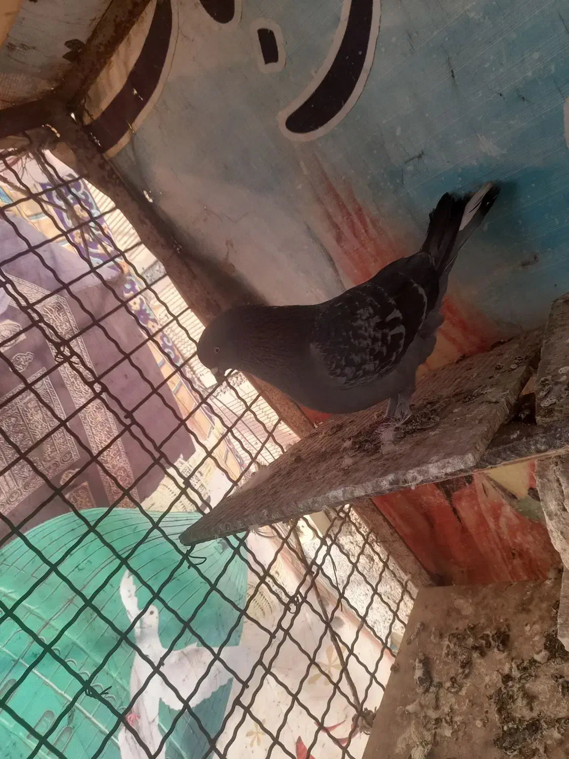 کفتر|پرنده|نظرآباد, رسالت|دیوار