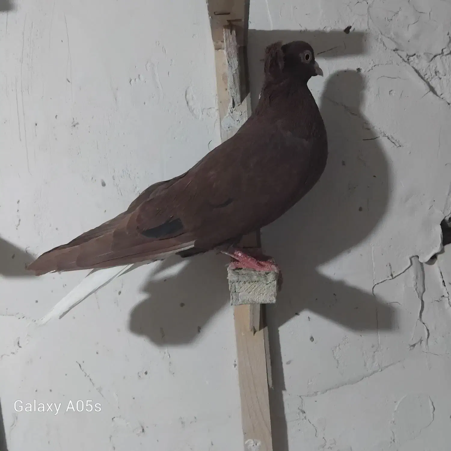 سرخ دم|پرنده|تربت جام, حافظ|دیوار