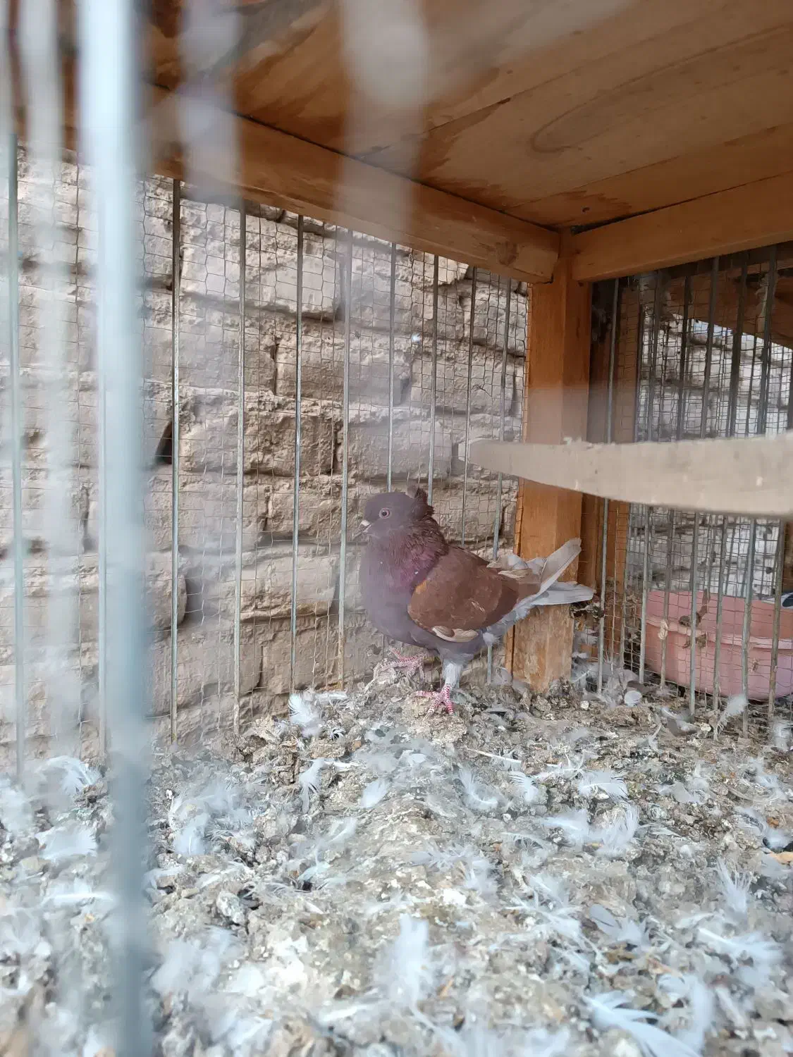 کفتر|پرنده|کاشان, کوچه باسکول|دیوار