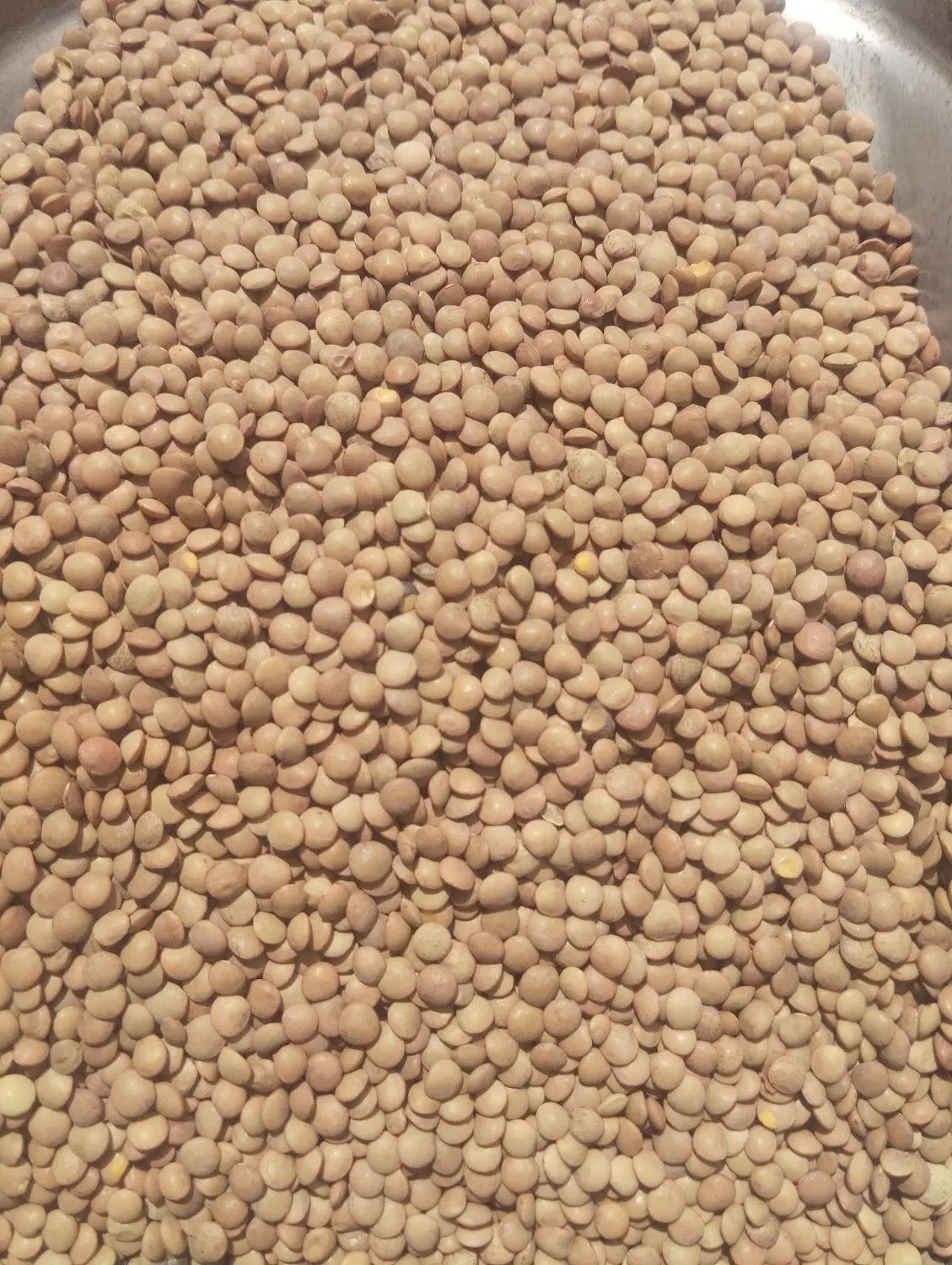 عدس ریز|خوردنی و آشامیدنی|شهر ری, ظهیرآباد|دیوار
