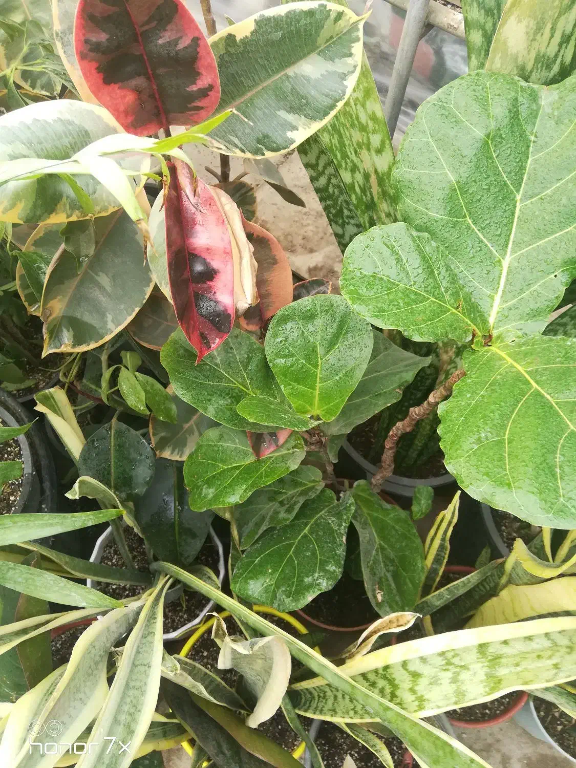 گیاهان آپارتمانی|گل و گیاه طبیعی|تهران, توحید|دیوار