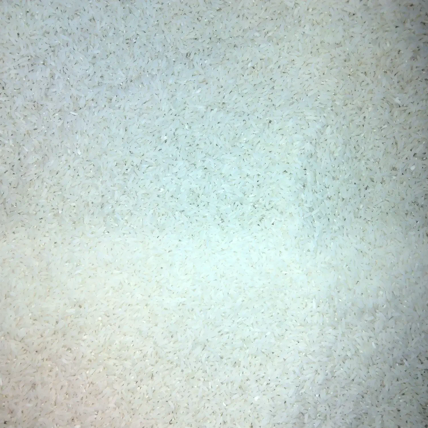 برنج طارم هاشمی|خوردنی و آشامیدنی|قائمشهر, |دیوار