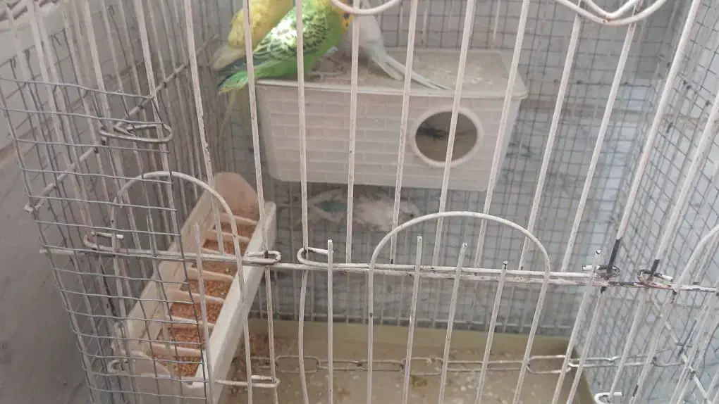 مرغ عشق|پرنده|رباطکریم, رباطکریم|دیوار