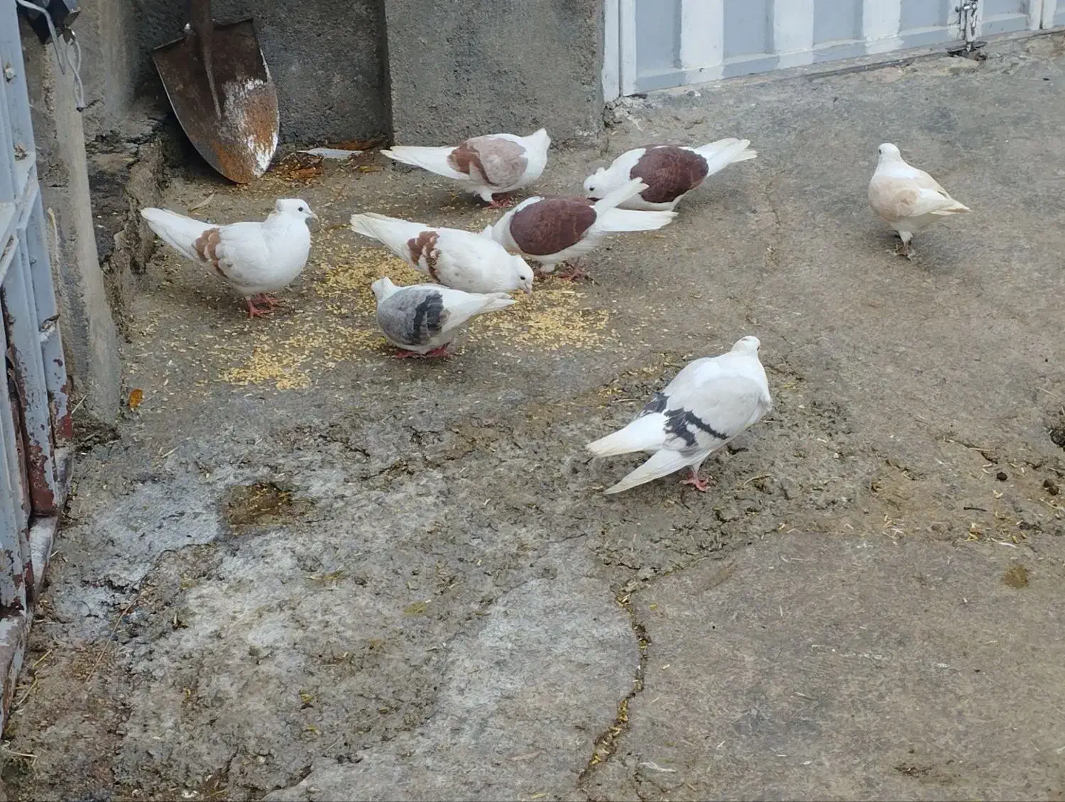 شونی|پرنده|اشترینان, |دیوار