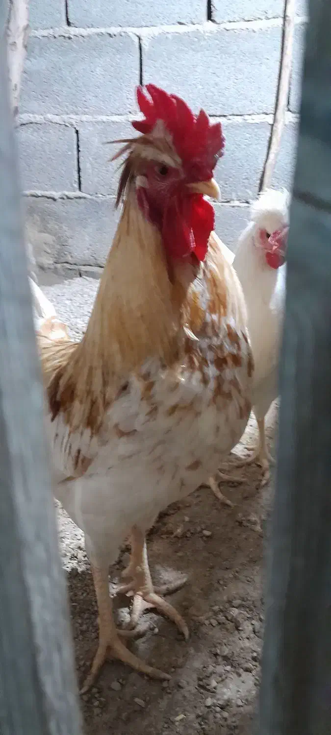 خروس|حیوانات مزرعه|بندرعباس, |دیوار