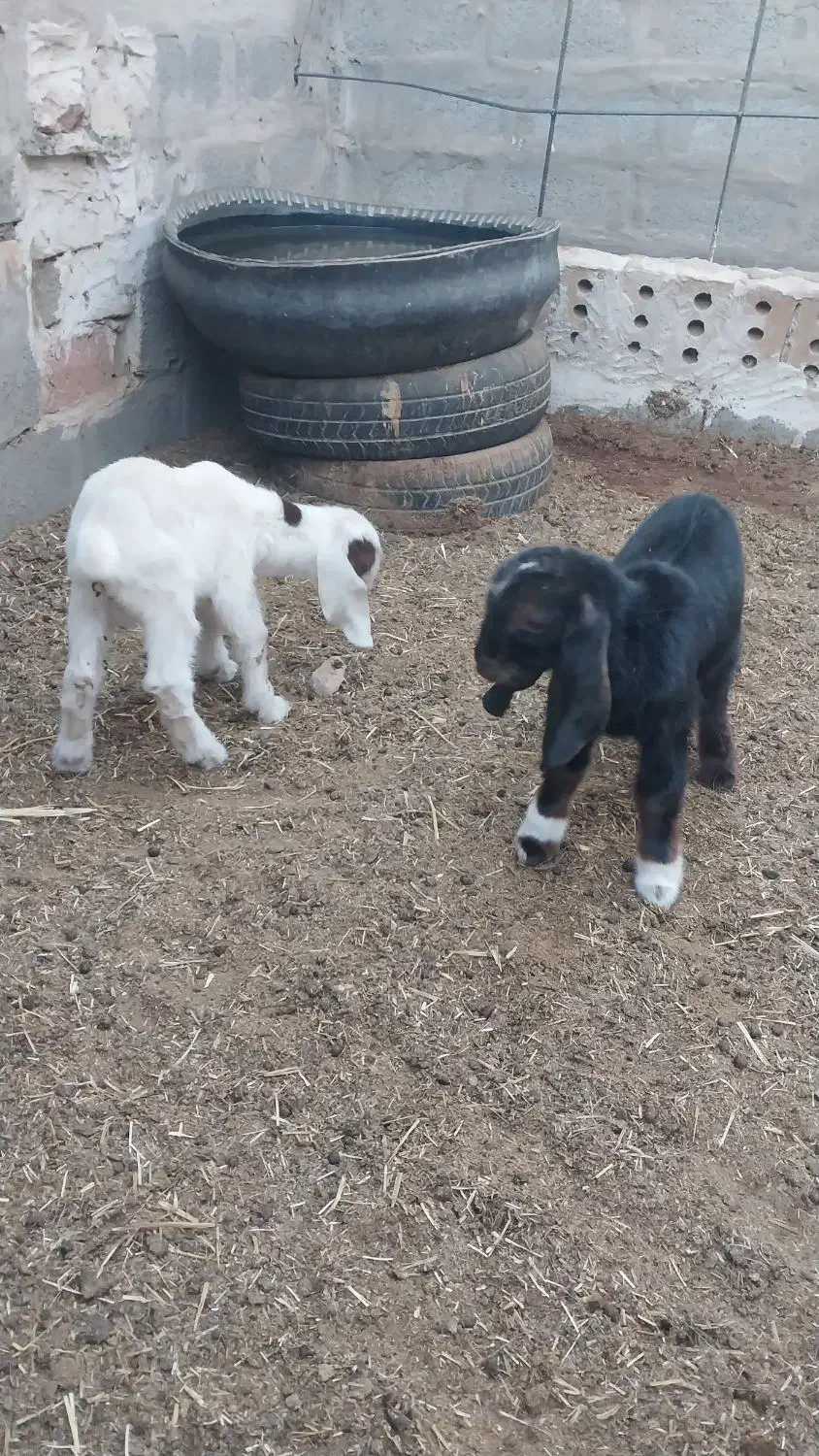 بزغاله|حیوانات مزرعه|آیسک, |دیوار