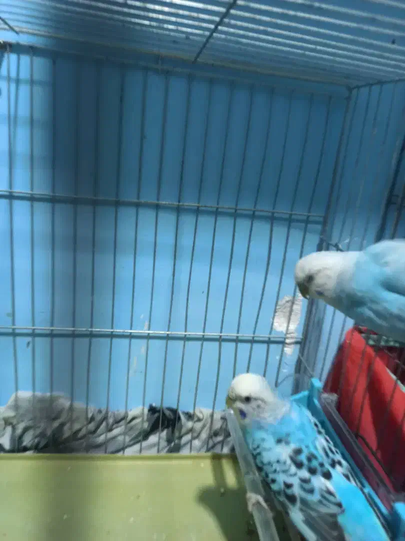 مرغ عشق|پرنده|مسجد سلیمان, |دیوار