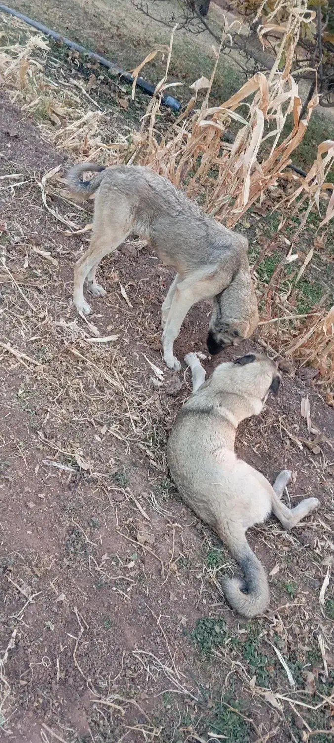 توله سگ ۷ماه|سگ|باروق, |دیوار