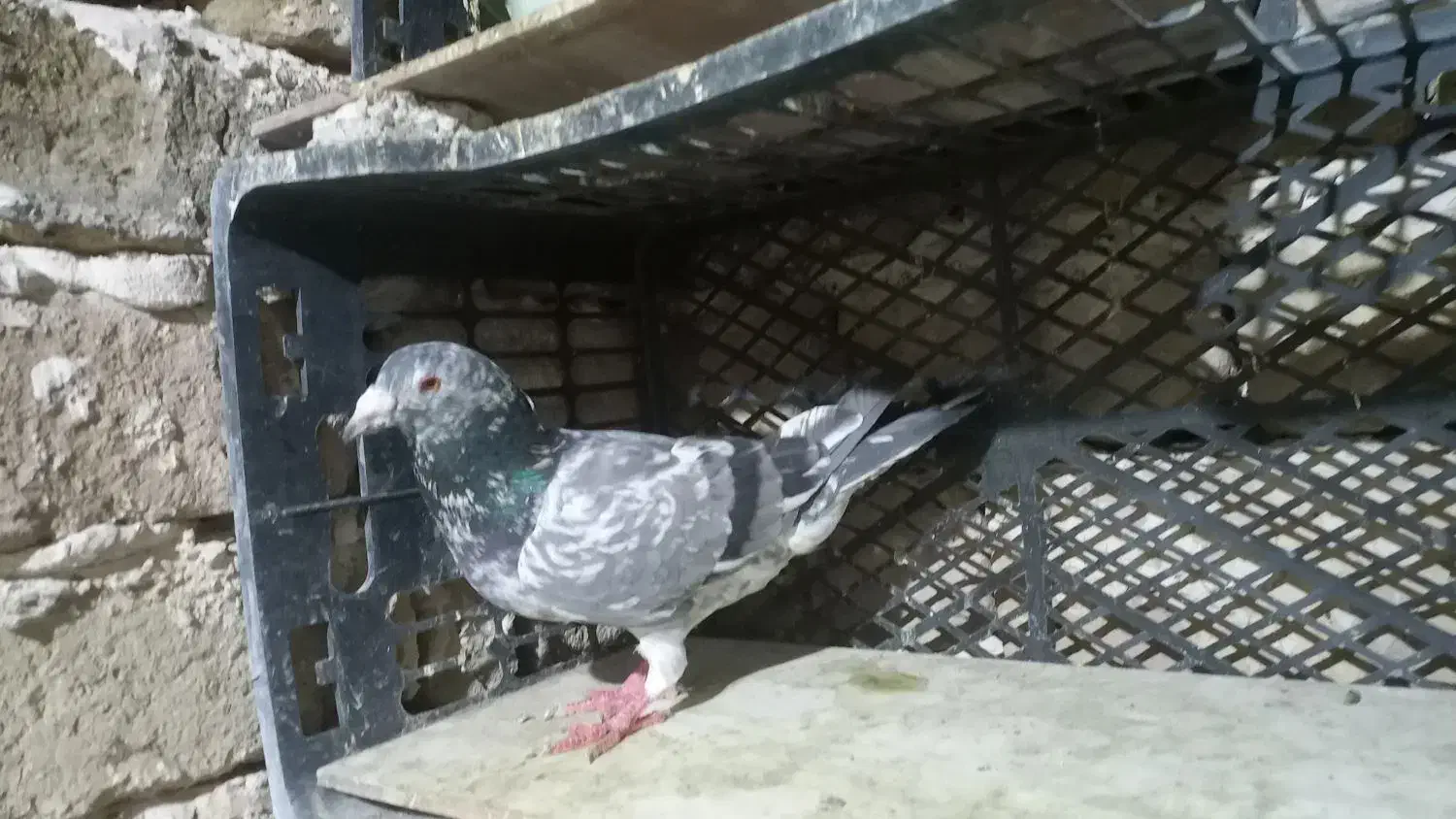 فروش پرنده|پرنده|محمدیه-قزوین, |دیوار