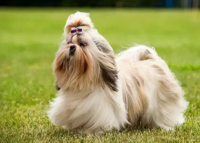 گمشده|حیوانات|رفسنجان, |دیوار