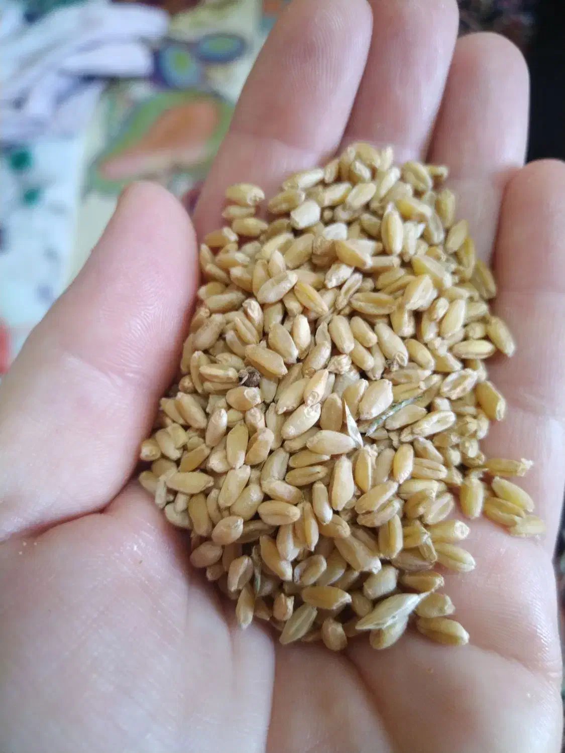 گندم|عمده‌فروشی|مانه, |دیوار