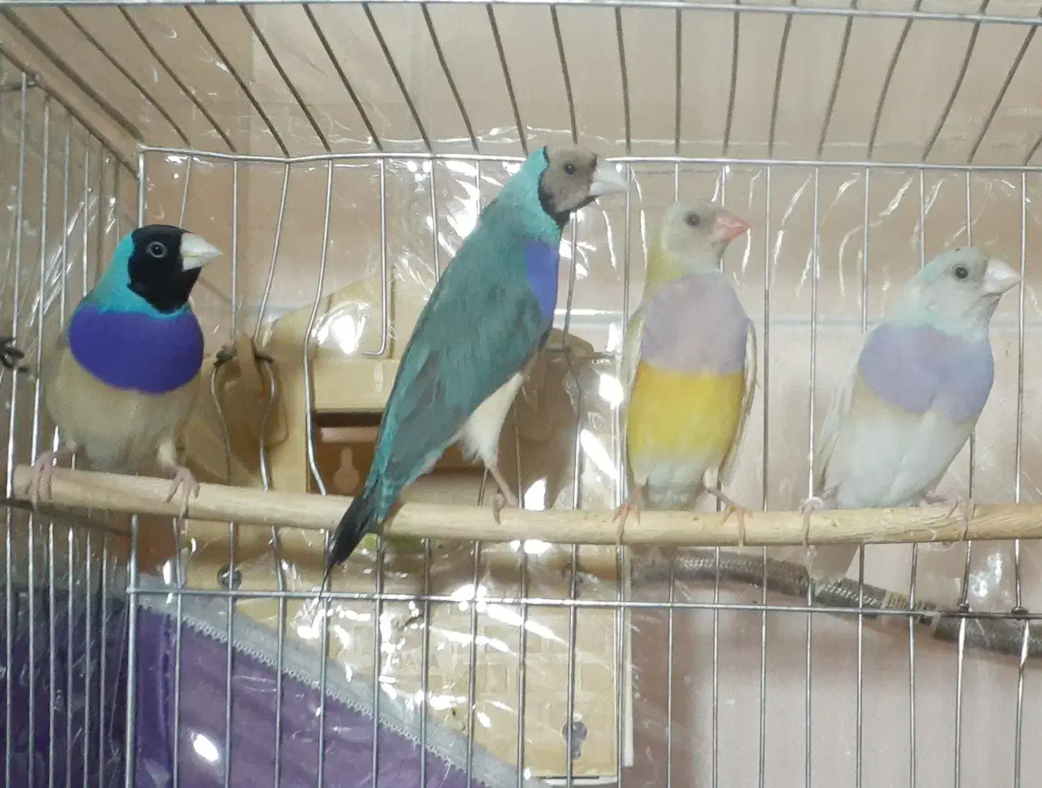 دو جفت گلدین آبی و سیلور و زرد|پرنده|تبریز, |دیوار