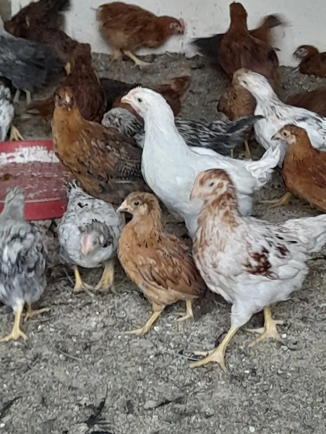 جوجه مرغ بومی جهادی مشکی گلپایگانی|حیوانات مزرعه|قهدریجان, |دیوار