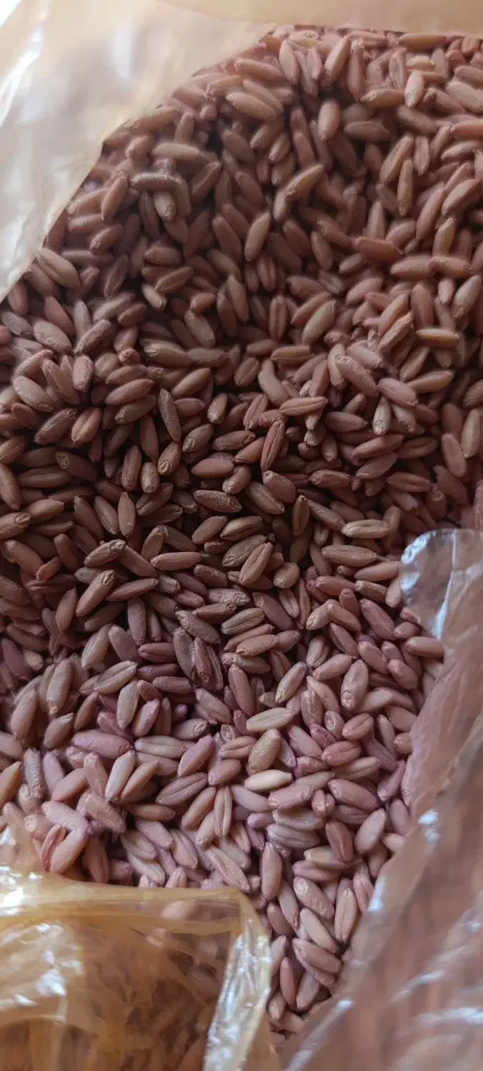 گندم بذری|لوازم جانبی حیوانات|اسلامآباد غرب, |دیوار