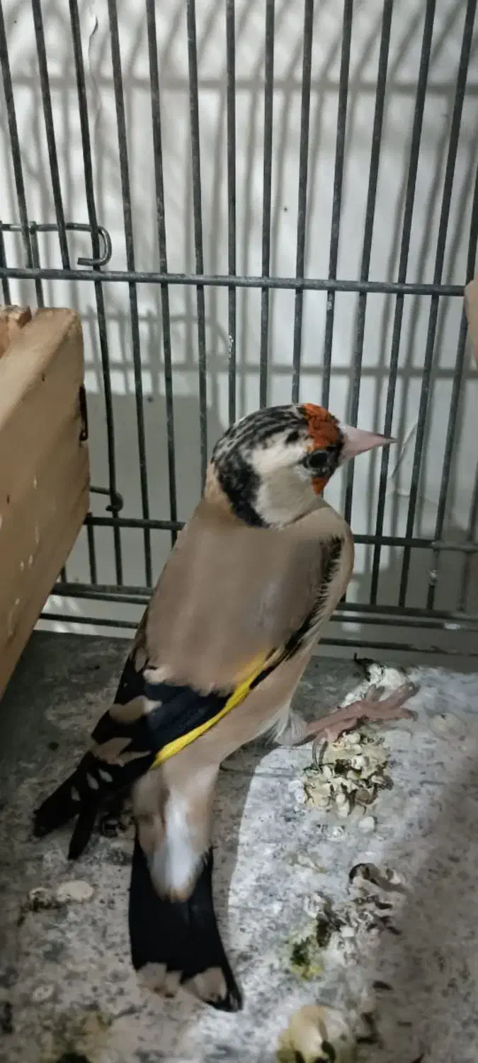 سهره ماده دورگ دودی عطیقه|پرنده|شیراز, تندگویان|دیوار