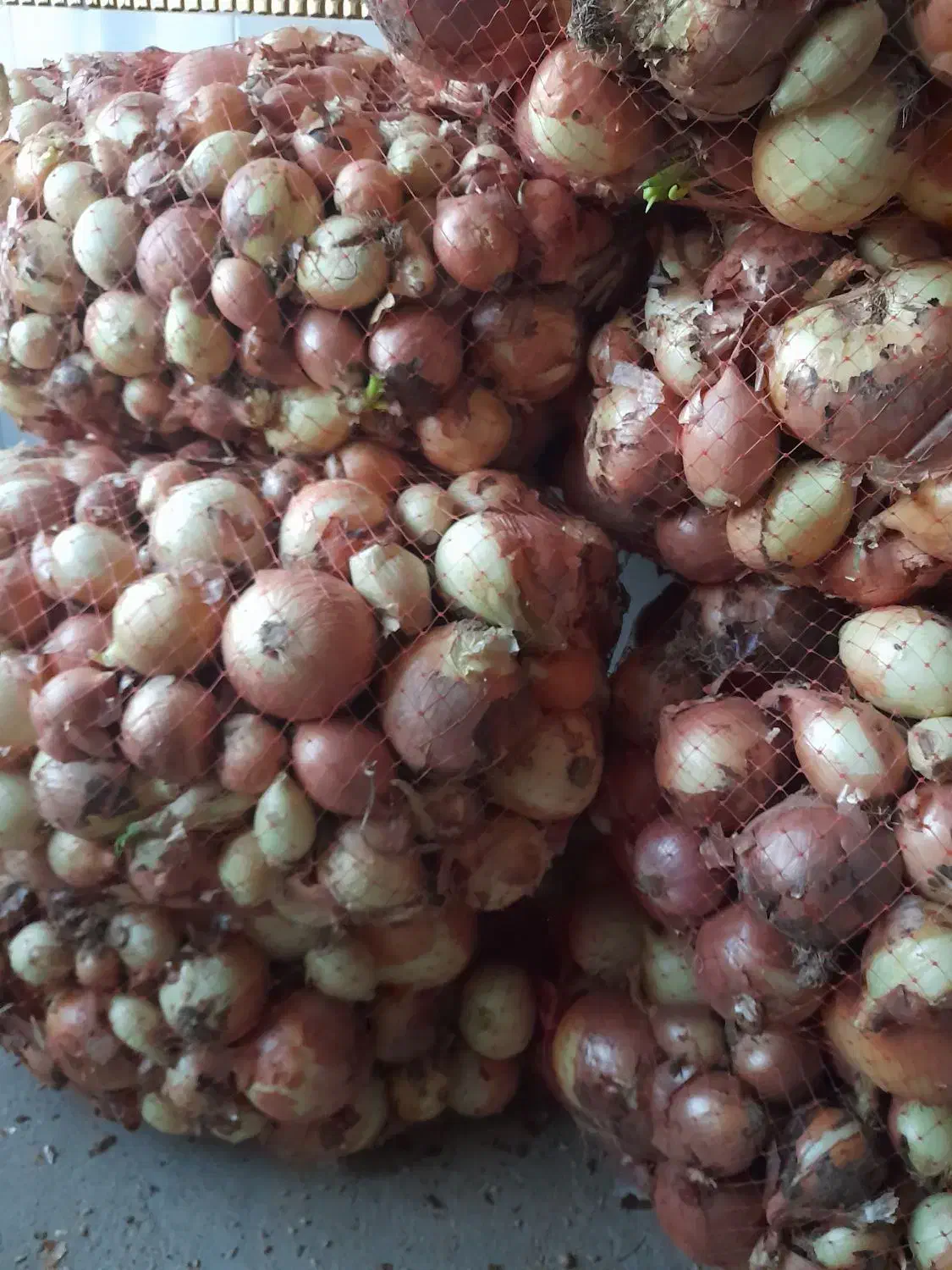 پیاز ترد و تازه|خوردنی و آشامیدنی|نهاوند, |دیوار