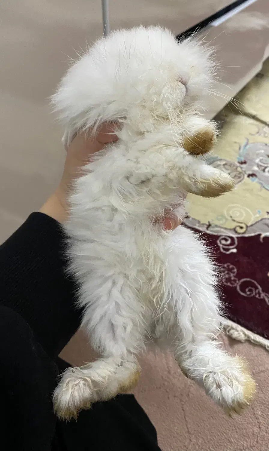 خرگوش مینی لوپ ترکیش|موش و خرگوش|ورامین, ورامین|دیوار