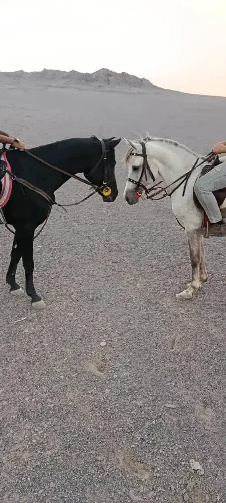 اسب|اسب و تجهیزات اسب‌سواری|کرمان, |دیوار