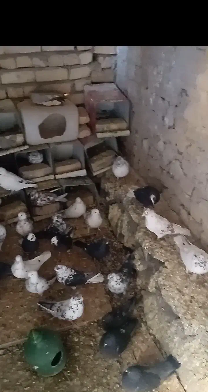 کبوتر پرشی ضمانتی|پرنده|رودشت (اصفهان), |دیوار