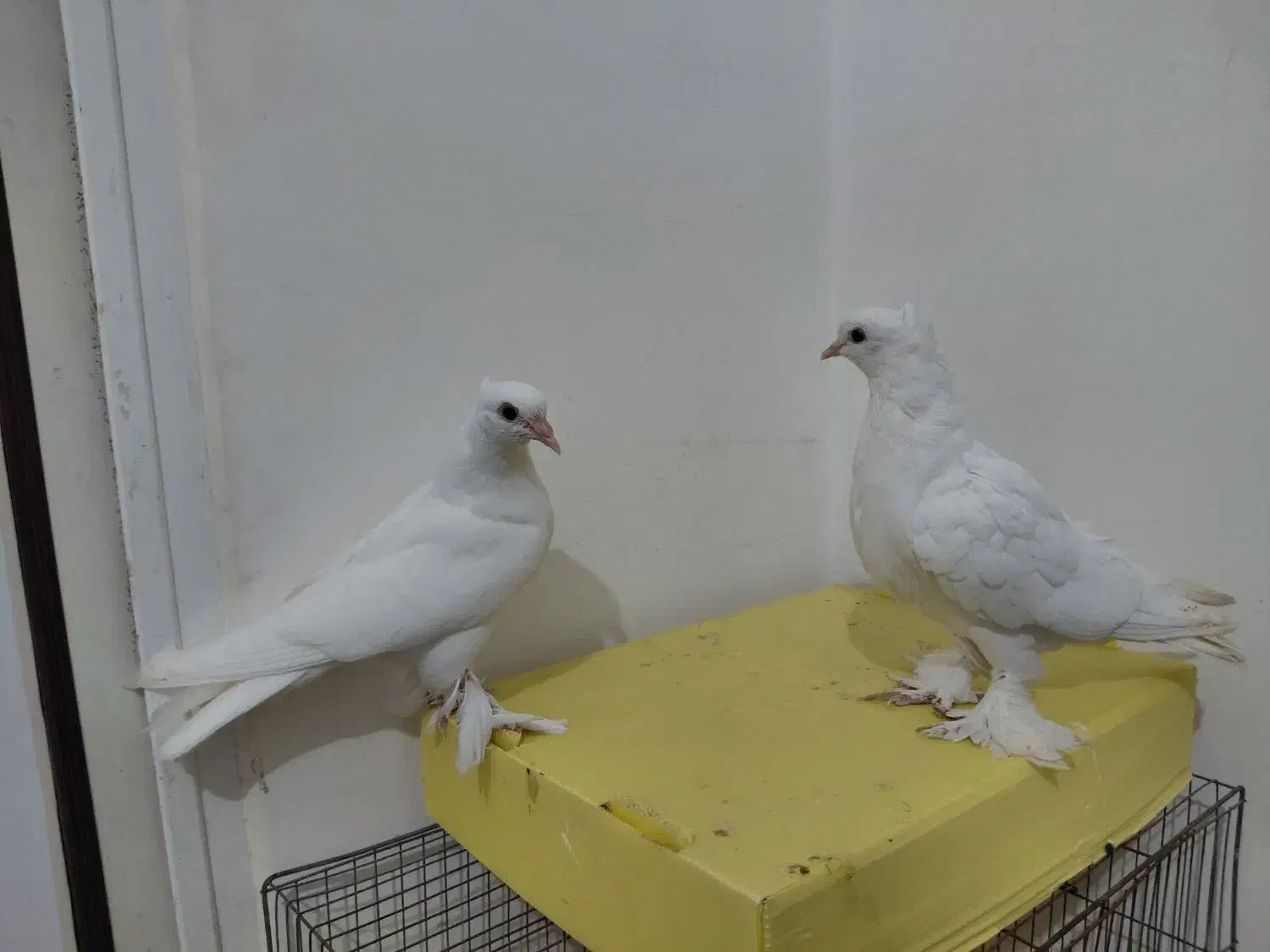 دوجفت جوجه گره طوق و سفید|پرنده|میناب, |دیوار