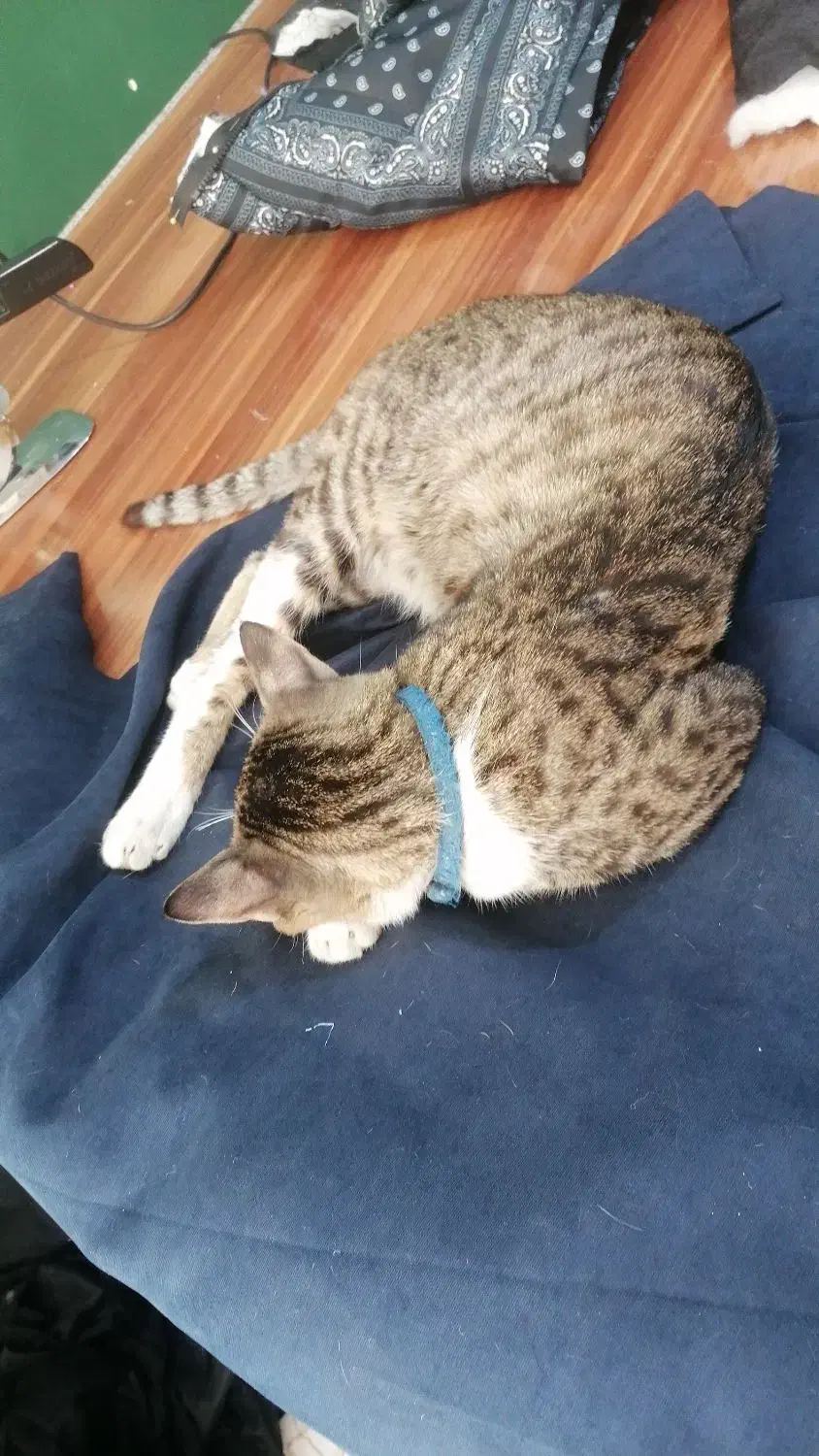 گمشده|حیوانات|گرگان, |دیوار