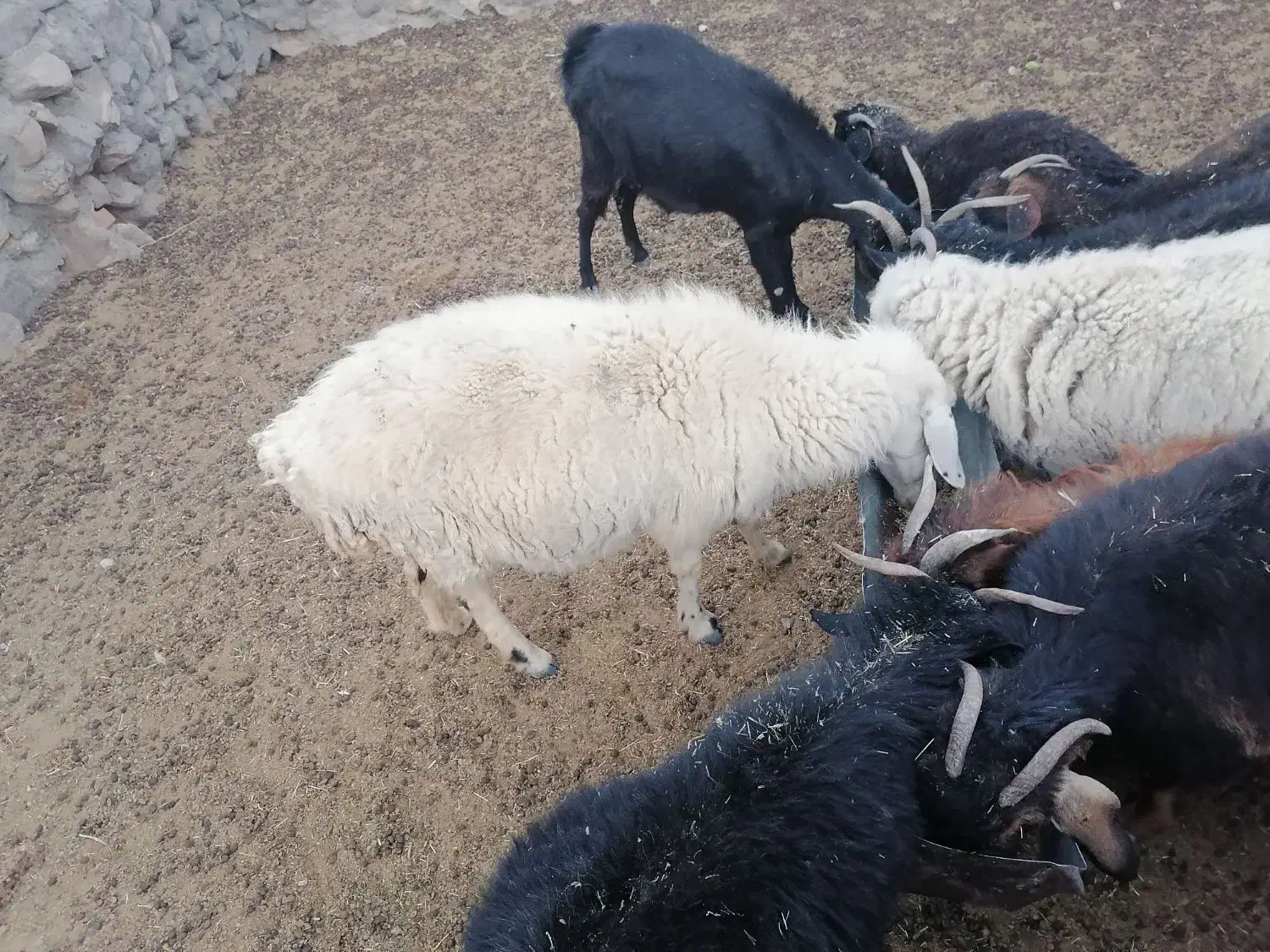 میش جوان فروشی|حیوانات مزرعه|سربیشه, |دیوار