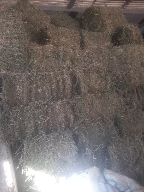 یونجه خالص|لوازم جانبی حیوانات|مراغه, |دیوار