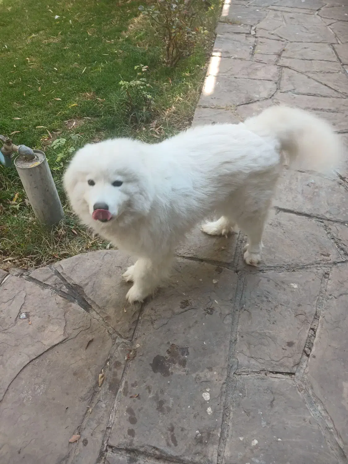 سگ سامویید|سگ|لواسان, |دیوار