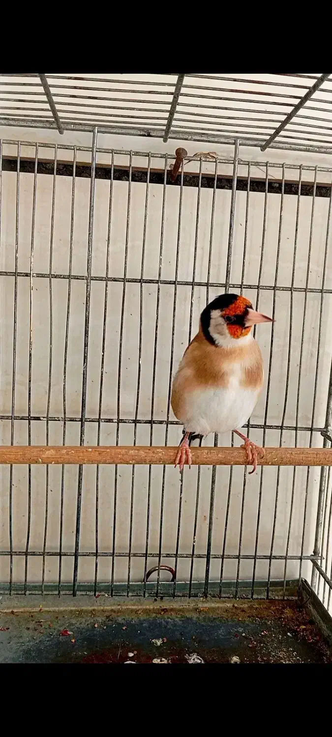 شاه جوجه سهره های زیر دهن|پرنده|سنندج, |دیوار