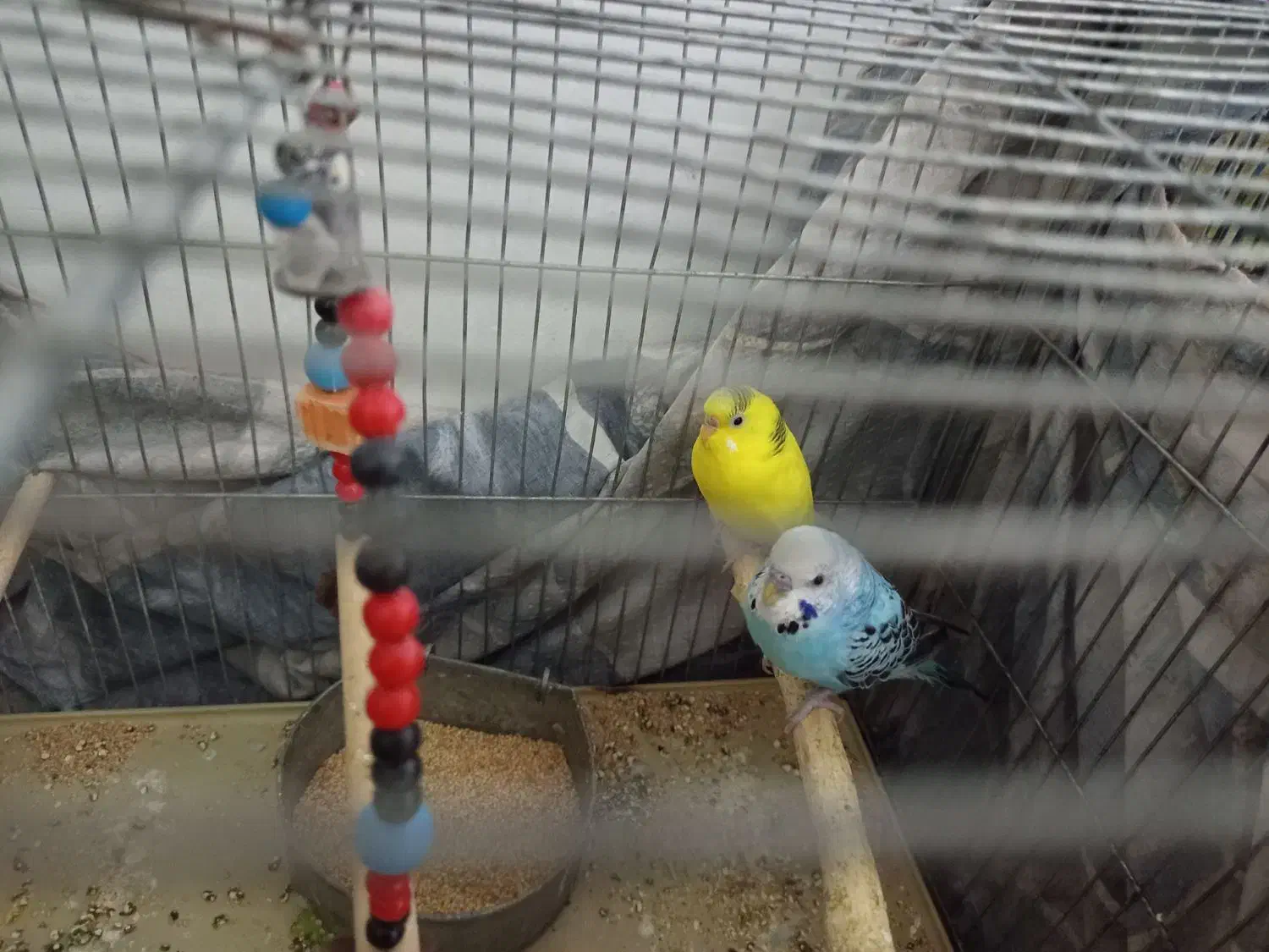 مرغ عشق|پرنده|قم, شهرک مهدیه (مدرس)|دیوار