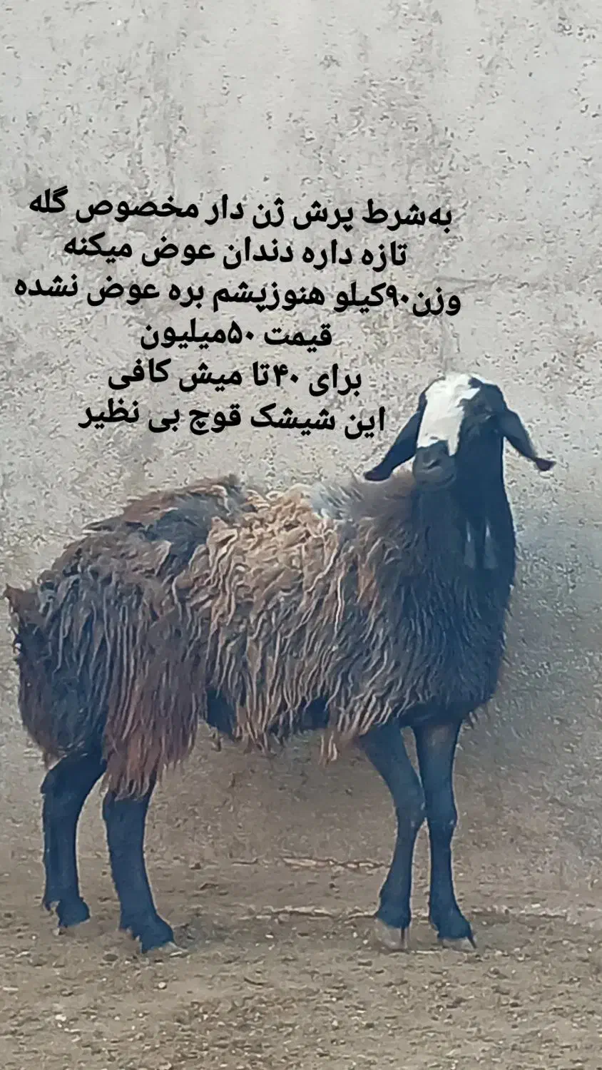 دامداری به نرخ زیر قیمت البته بدون دلال|حیوانات مزرعه|شیراز, حومه شیراز|دیوار