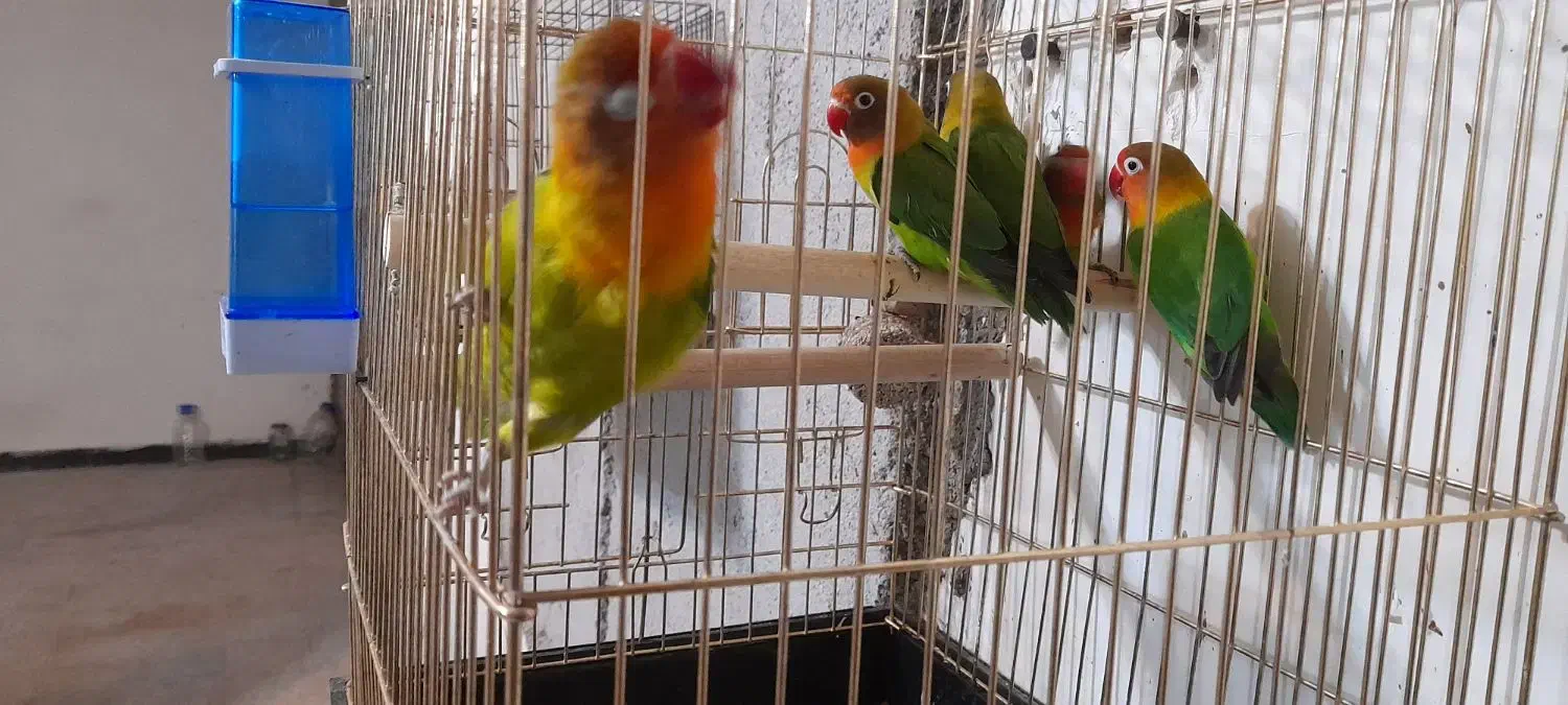 طوطی برزیلی|پرنده|دزفول, |دیوار