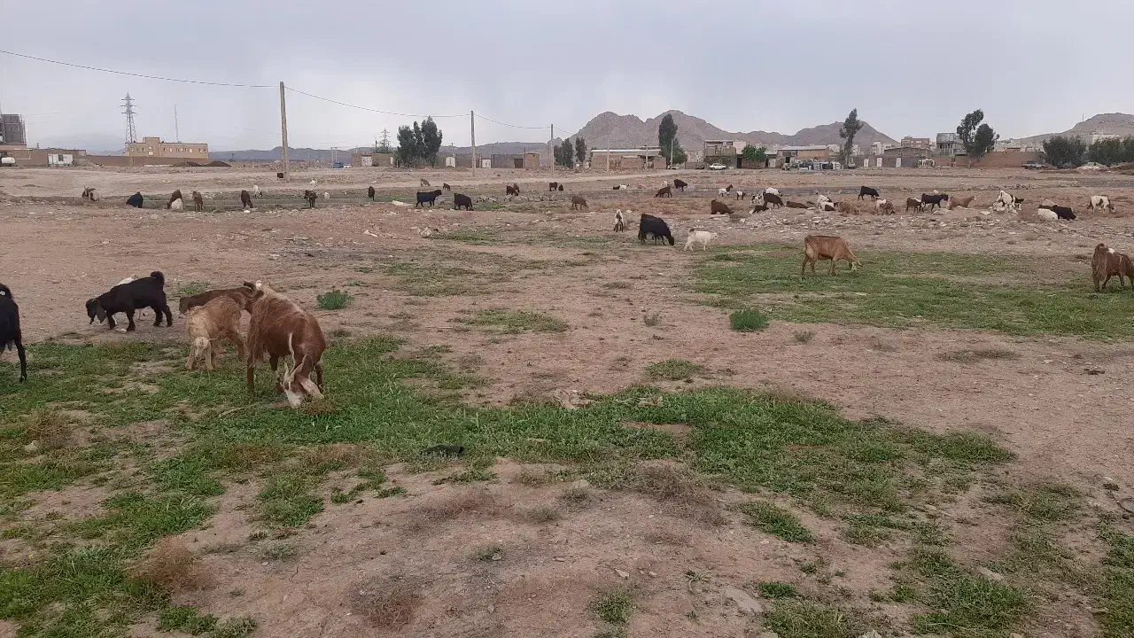 شیر بز|حیوانات مزرعه|قم, باغ کرباسی|دیوار